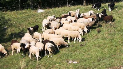 Esibizione di sheepdog a Dolegna Vas (SLO)