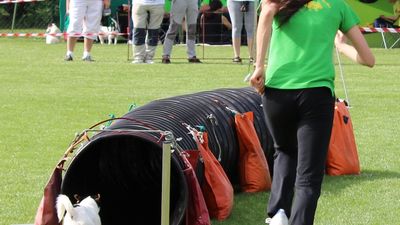 Gara agility AIA a Trebiciano
