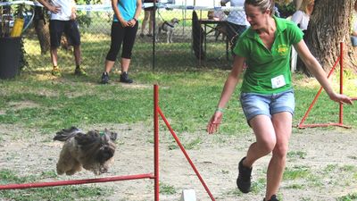 Gara di Agility AIA a Mogliano Veneto