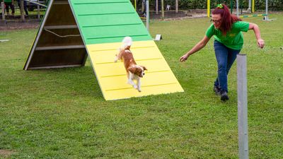 sheepdog isontino 2013-173.jpg