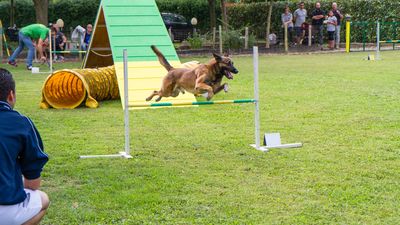 sheepdog isontino 2013-443.jpg