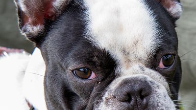 sheepdog isontino 2013-42.jpg