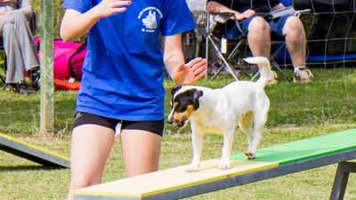 sheepdog isontino 2013-400.jpg