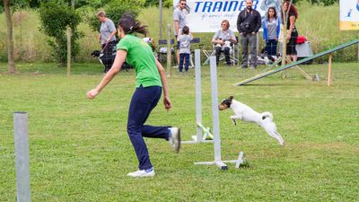 sheepdog isontino 2013-196.jpg