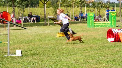sheepdog isontino 2013-425.jpg