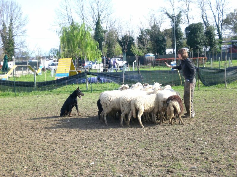 Raduno amatoriale Beauceron