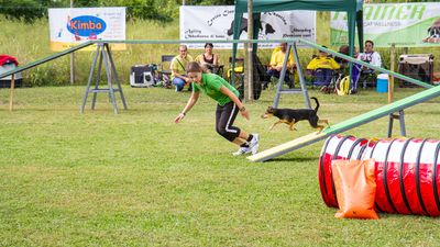 sheepdog isontino 2013-424.jpg