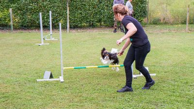 sheepdog isontino 2013-221.jpg
