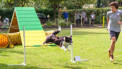 sheepdog isontino 2013-453.jpg