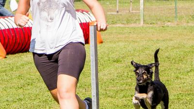 sheepdog isontino 2013-570.jpg