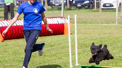 sheepdog isontino 2013-514.jpg