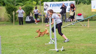 sheepdog isontino 2013-184.jpg