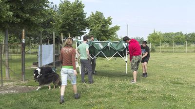 Campionato Regionale CSEN FVG di Sheepdog a Staffetta
