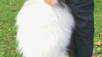 Master in Clicker Csen I°/II°/III° livello
