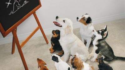 Corso Cuccioli