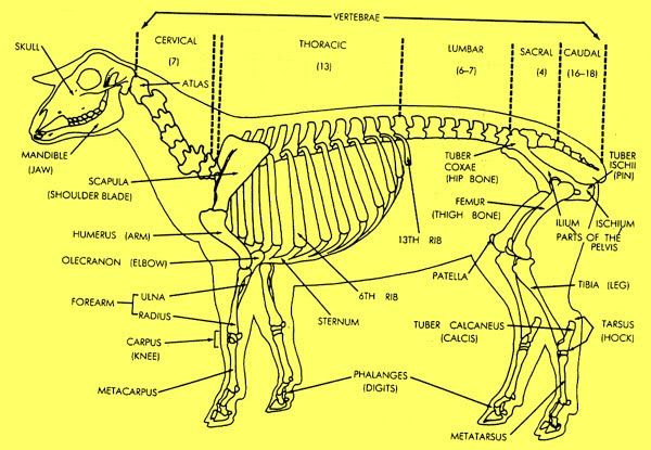 Corso Enci (sez.2) - Veterinaria Ovina