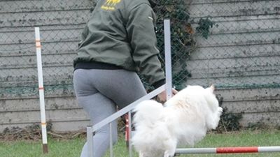Gara amichevole di Agility a Romans 2016