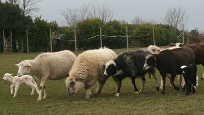 Ripresa lezioni sheepdog 2011 + agnellini
