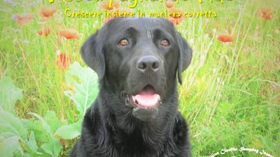 Accompagnando Fido