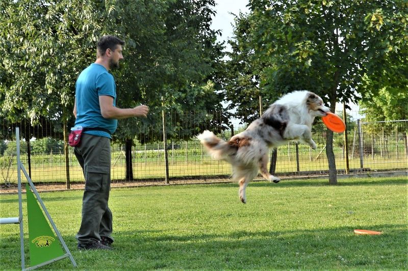 Stage di DiscDog