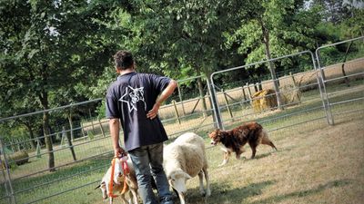 Stage di Sheepdog con Fabrizio Fusi