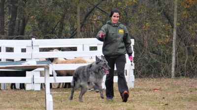 5° tappa torneo italo-sloveno di Sheepdog