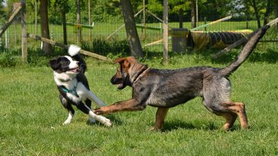 dsc_0326_cr_preview.jpeg.jpg