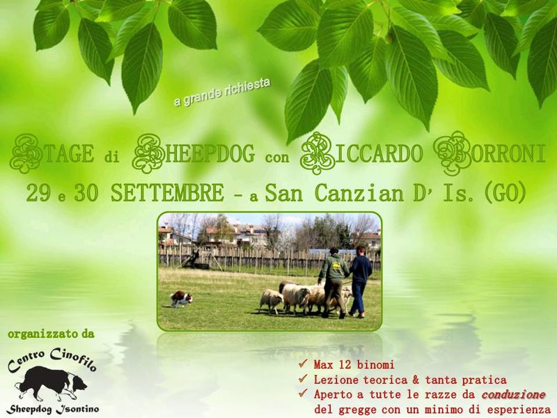 Stage di Sheepdog con Riccardo Borroni