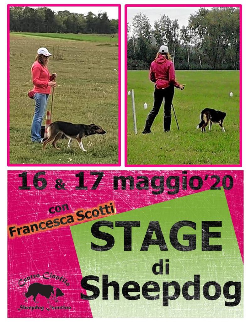Stage di Sheepdog