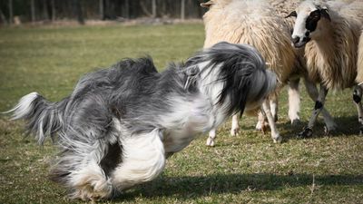 SheepDog