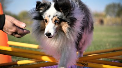 Dog balance fit ®