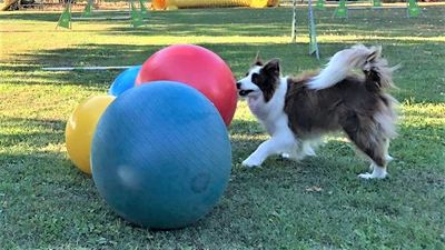 Treibball